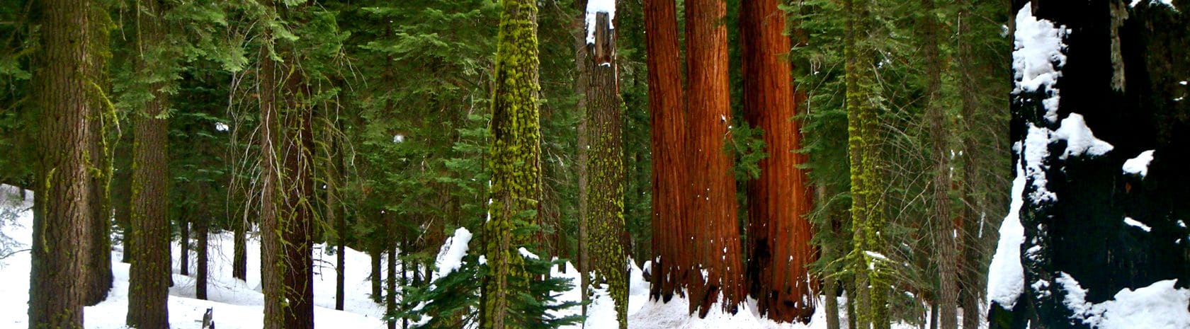 Giant Forest (Winter)