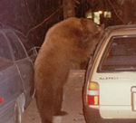 Carbear
