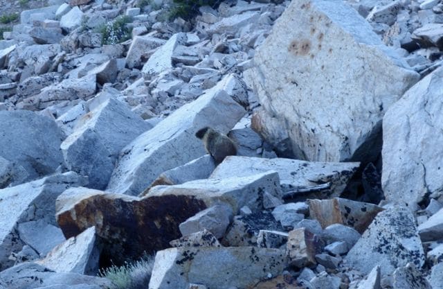 Marmot
