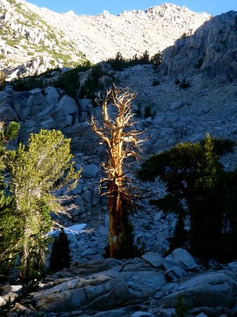 Southern Foxtail Pine