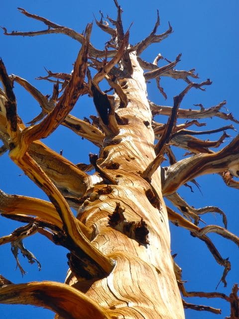 Southern Foxtail Pine