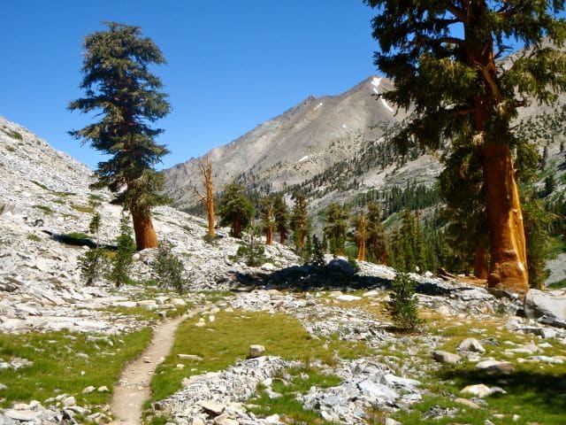 Southern Foxtail Pines