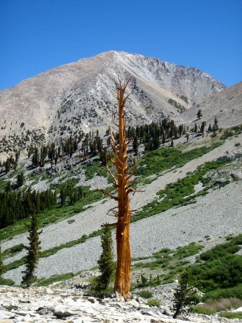 Southern Foxtail Pine