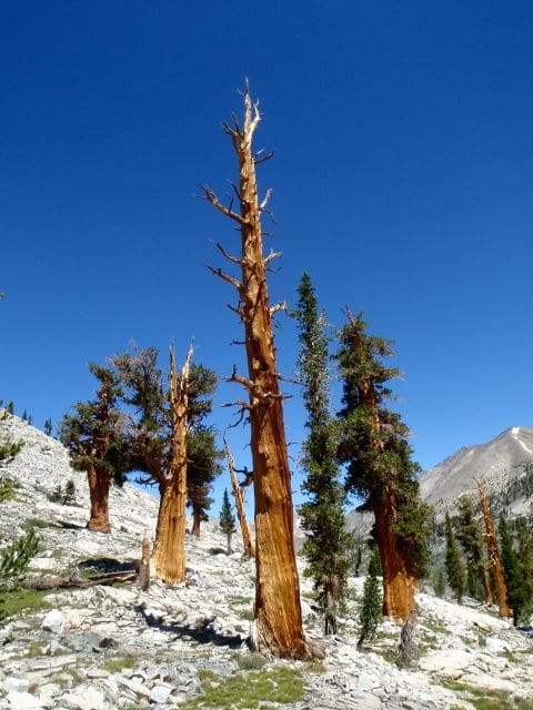 Southern Foxtail Pine