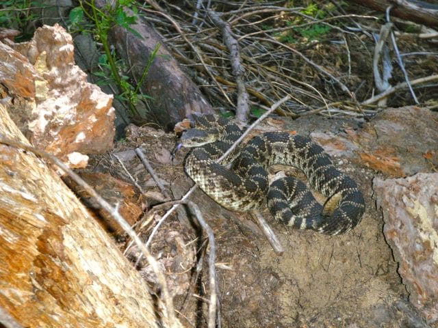 rattlesnake