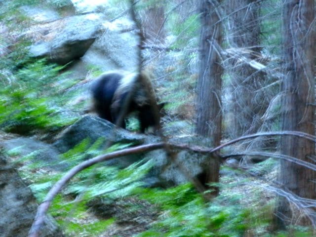 Blackbear