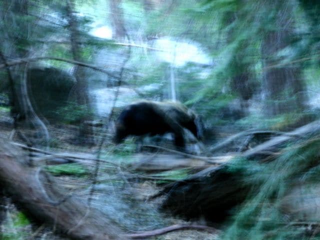 Blackbear