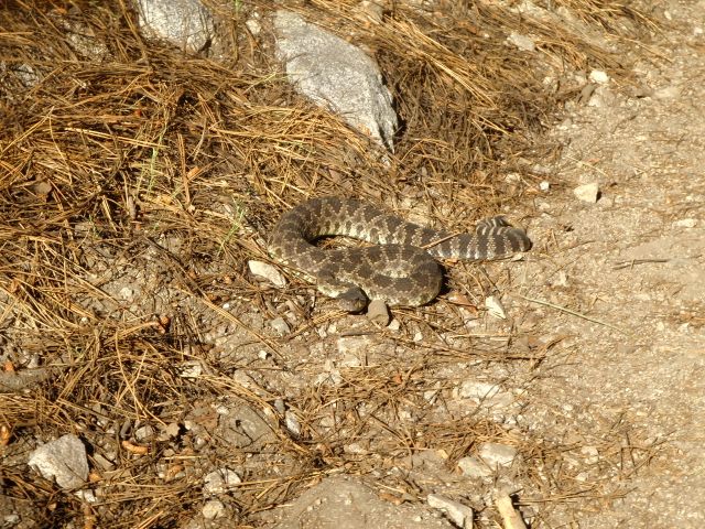 rattlesnake
