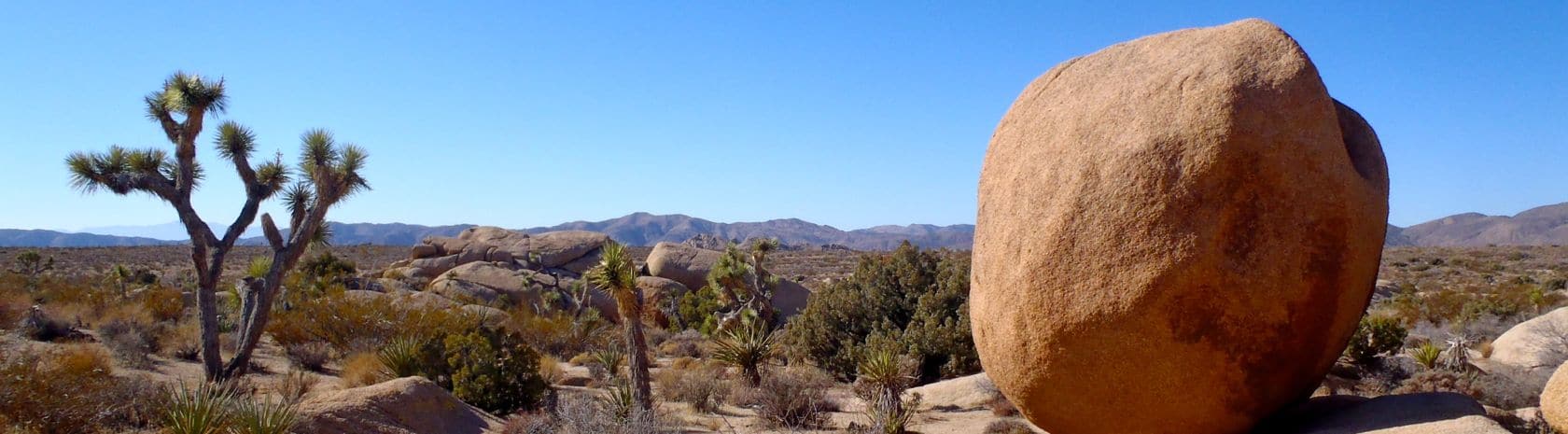Joshua Tree