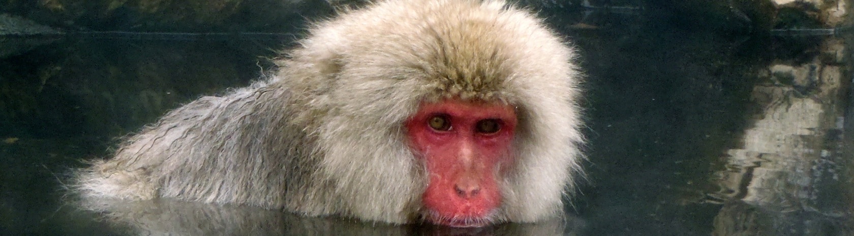 Jigokudani
