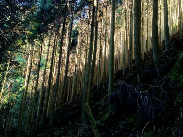 Mt Hiei